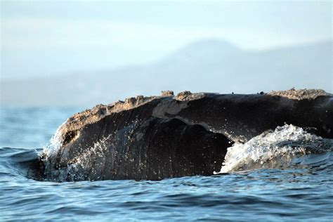 Whale watching, Azores | Whale, Whale watching, Beautiful creatures