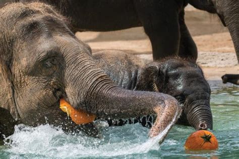 Zoo Boo at the Houston Zoo | The Examiner | Houston Zoo,zoo,animals ...