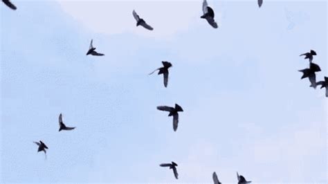 Bird flying (gif) | Fly gif, Birds flying, Sky gif