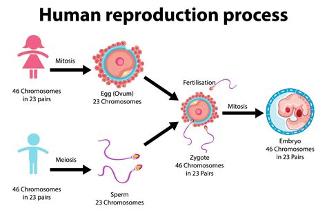 processo di riproduzione di infografica umana 1432724 Arte vettoriale a ...