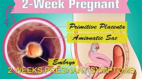 Very Early Signs Of Pregnancy 2nd Week - PregnancyWalls