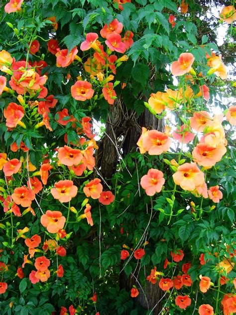 10 Climbing Vines That'll Beautify Your Garden - Natalie Linda