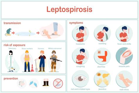 vector illustrations infographic of Leptospirosis.Examples of groups at ...