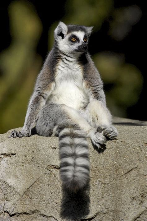 Lounging Lemur by Official San Diego Zoo | San diego zoo safari park ...