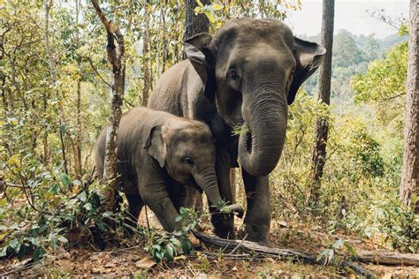 Thailand Best Elephant Sanctuary In Your Destination