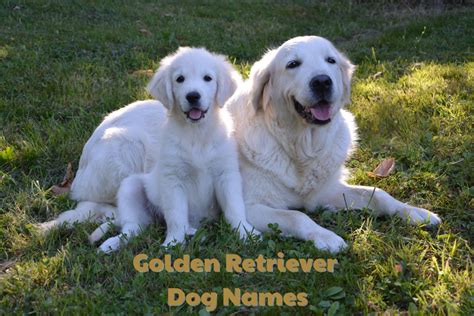 250+ Golden Retriever Dog Names (With Meanings) - PetHelpful