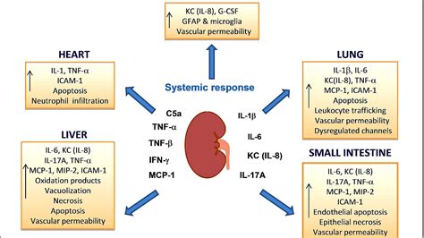 Acute Renal Failure Causes - Cute Choices