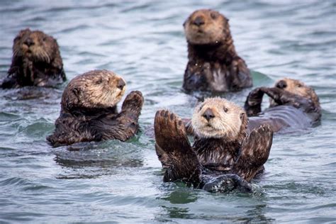 Sea Otters: Incredibly Cute. Incredibly Important. – 4ocean