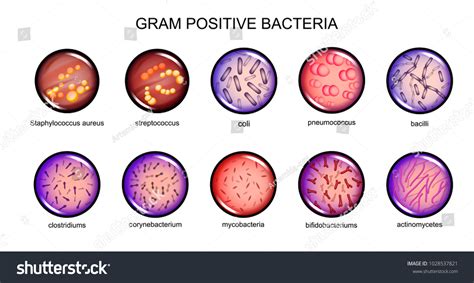 5,346 en la categoría «Bacteria gram positiva» de imágenes, fotos de ...