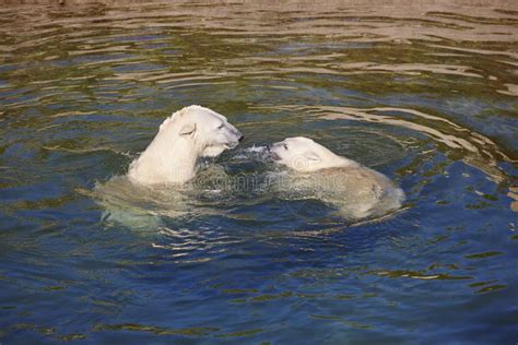 Polar Bear Swimming with His Cub on the Water Stock Image - Image of ...