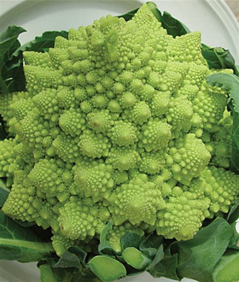 The 10 Best Broccoli Varieties to Grow at Home | Gardeners Path