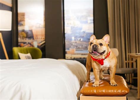 The best pet-friendly hotel in every state | loveexploring.com