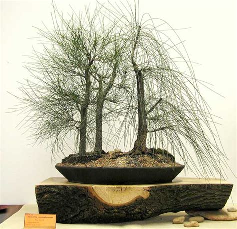 Melaleuca styphelioides - Australian Native Plants as Bonsai