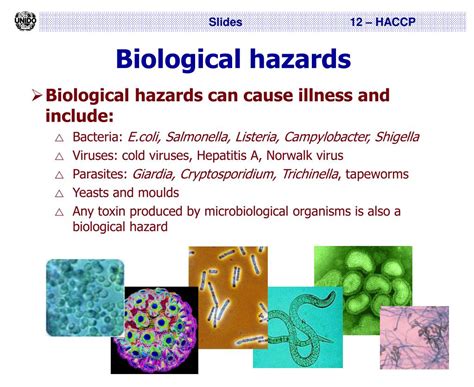 PPT - Hazard Analysis and Critical Control Points (HACCP) PowerPoint ...