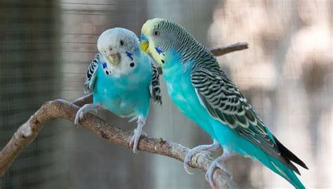 Budgies Mating