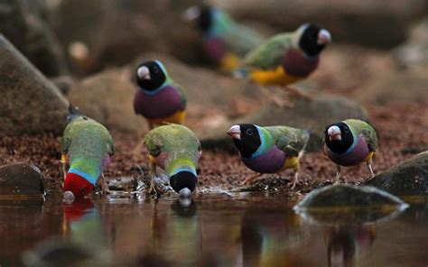 Save the Gouldian Finch