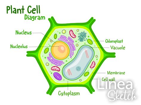 Plant Cell Drawing, Plant Cell Diagram, Cells Project, Science Projects ...