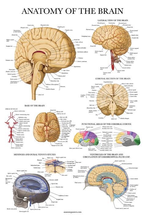 Buy Palace Learning Brain Anatomy - Laminated - Anatomical Chart of the ...