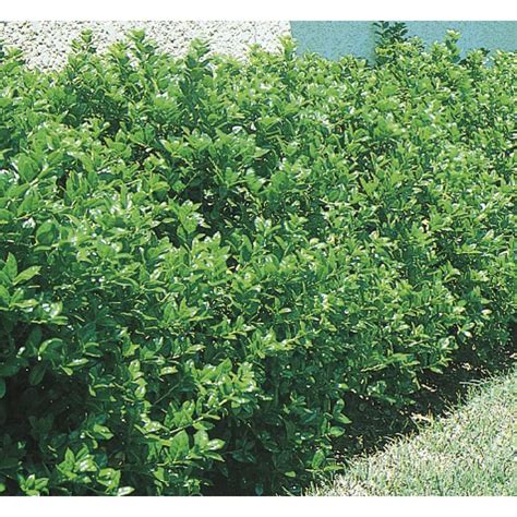 Burford Holly Foundation/Hedge Shrub in Pot (With Soil) (L3516) at ...