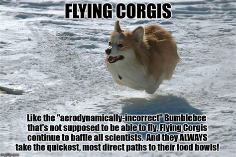 Flying Corgis - Continue To Baffle All Scientists - Imgflip