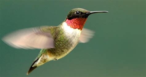 Hummingbird Migration 2021 | ABC6