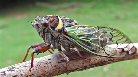 There are so many cicadas near Baltimore that they show up on the ...