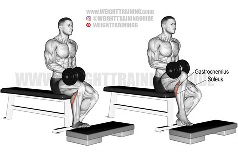 Seated dumbbell one-leg calf raise exercise instructions and video