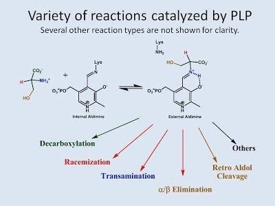 Pyridoxal phosphate - Alchetron, The Free Social Encyclopedia