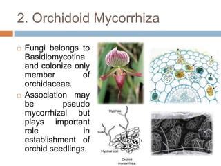 Mycorrhiza and its types | PPT