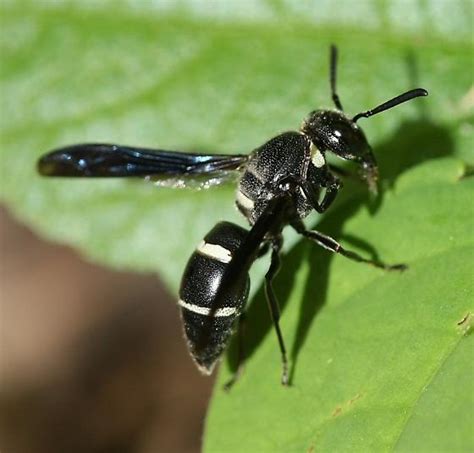 Black and white wasp - Ohio - Euodynerus megaera - BugGuide.Net