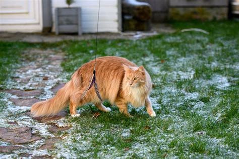 Fluffy Maine Coon cat stock image. Image of cream, kitten - 207322029