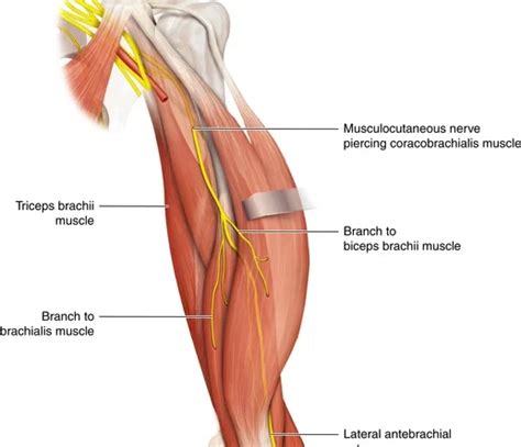 Anatomy Archives - Page 4 of 14 - SAMARPAN PHYSIOTHERAPY CLINIC AHMEDABAD