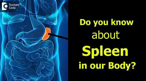 What is Spleen? Causes, Signs, Symptoms of enlarged spleen - Dr ...