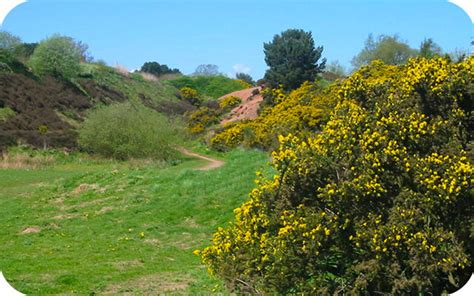 Chasewater Country Park Walk and Map — Local Walks