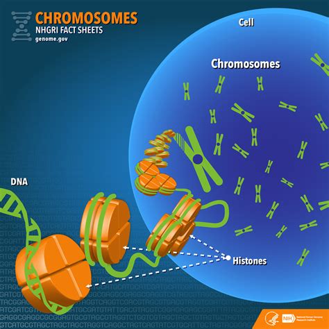 Chromosomes In Plant Cell Diagram