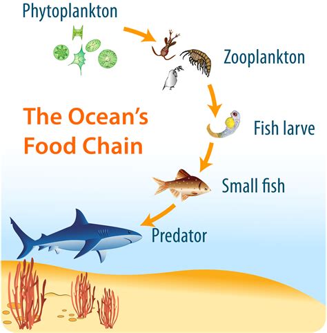 A Food Chain Of The Ocean - WEDINGPOKA