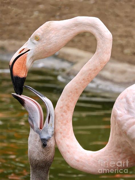 Flamingo Feeding Photograph by Beth Myer Photography - Fine Art America