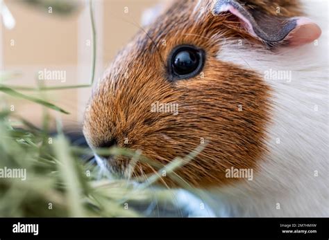 American cavy guinea pig eating hay in a cage Stock Photo - Alamy