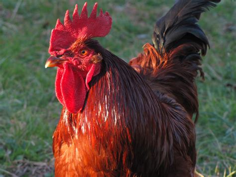 The Backyard Barnyard: Best Chicken Breeds for Preppers