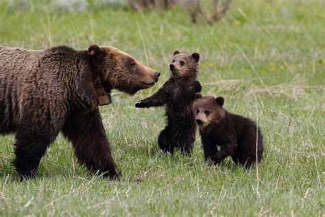 Best Time to See Grizzly Bears in Yellowstone National Park 2018