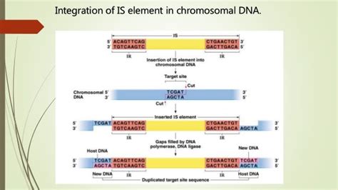 Transposable elements