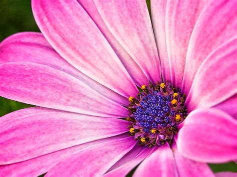 Macro Flowers Photos