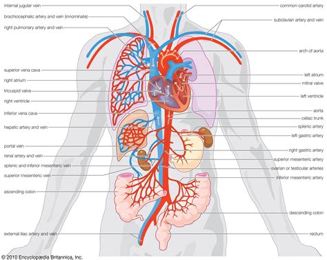 Circulatory system | Functions, Parts, & Facts | Britannica