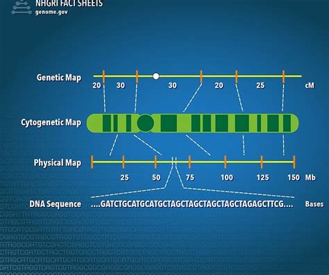 Gene Linkage And Chromosome Maps Worksheet