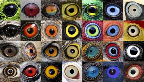 Why do birds have different eye colours? - British Ornithologists' Union