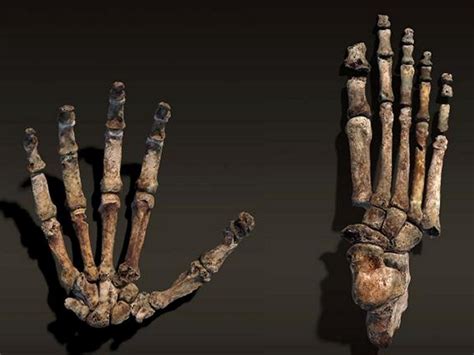 Rising Star Expedition Reveals New species: Homo naledi | Ancient Pages