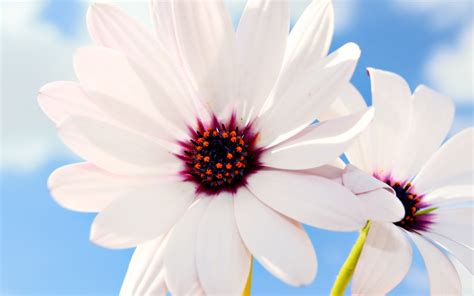 27+ Daisy Backgrounds, Wallpapers, Images, Pictures | Design Trends ...