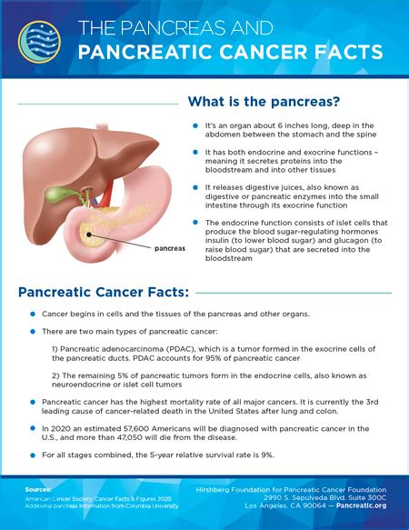 The Pancreas - Hirshberg Foundation for Pancreatic Cancer Research