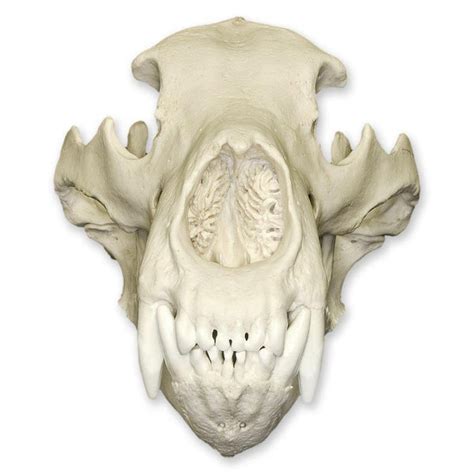 Replica Grizzly Bear Skull For Sale – Skulls Unlimited International, Inc.