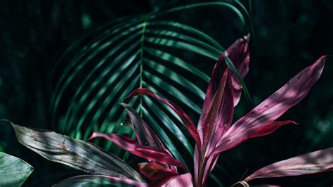 PicZene - Leaf Wallpaper Tropical